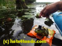 /home//u458753944/public_html/sourcegallery////////Frogs/Bullfrogs 2016-08 Ontario/P8140133.JPG